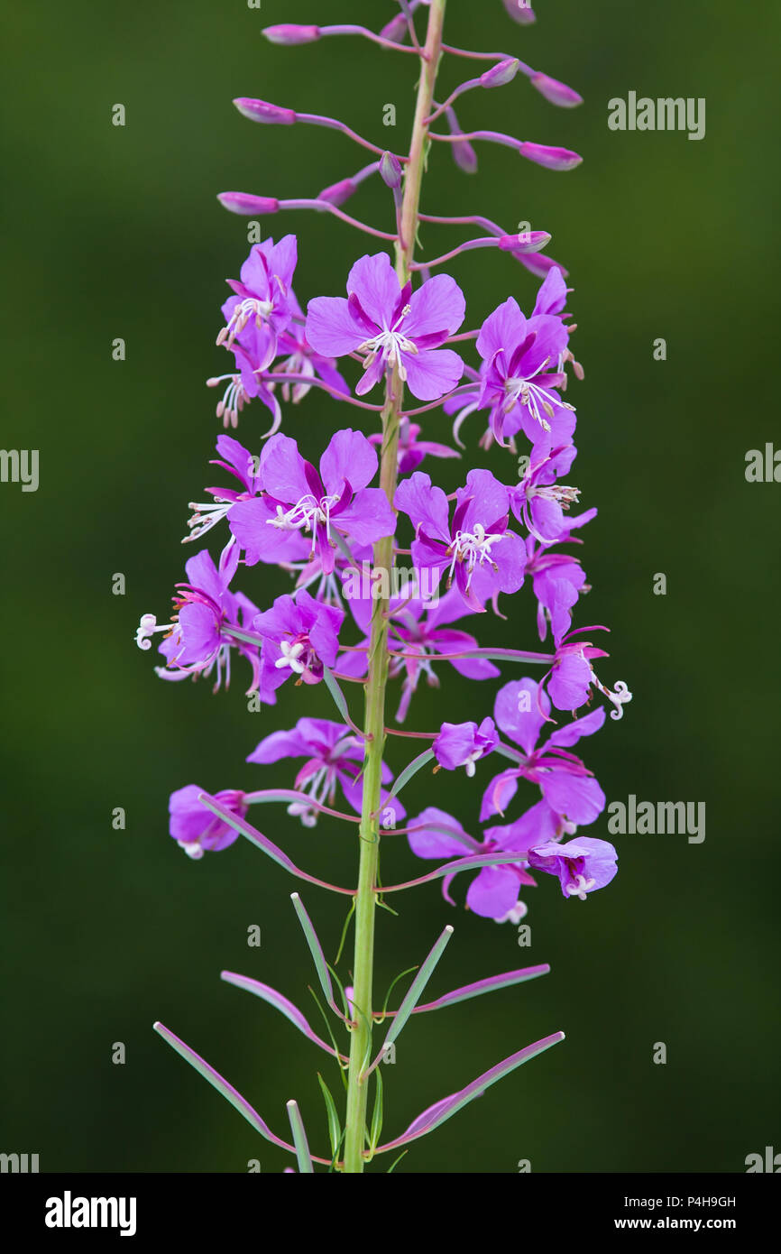Blumen von Willow-Kraut (Ivan - Tee) auf Grün verschwommenen Hintergrund Stockfoto