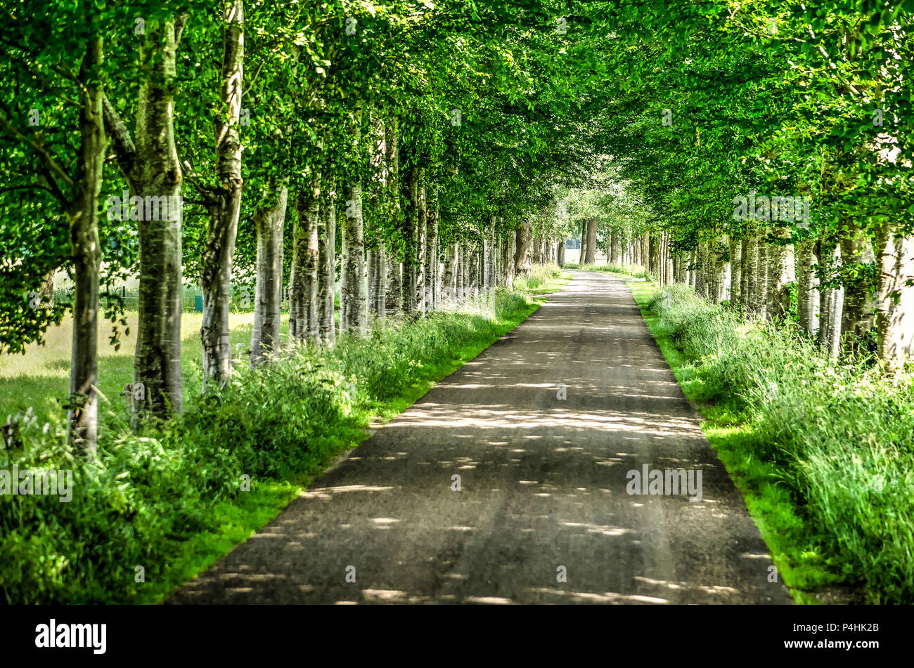 Eine gerade, schmale asphaltierte Straße mit Birken gesäumt von Bäumen Stockfoto