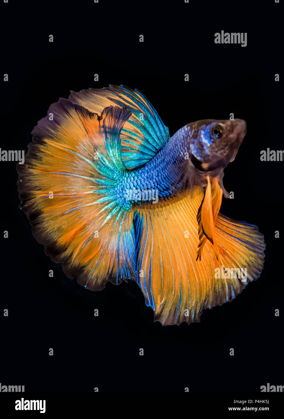 Betta fish (Siamese fighting fish), Blau und Gelb isoliert auf Schwarz. Die bunten auch als Thai Fighting Fisch oder betta genannt, ist eine Pflanzenart in der Gou Stockfoto