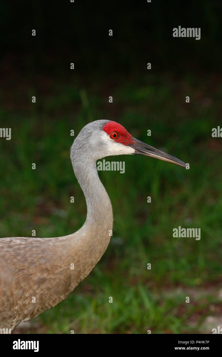 Sandhill Crane in North Central Florida Stockfoto
