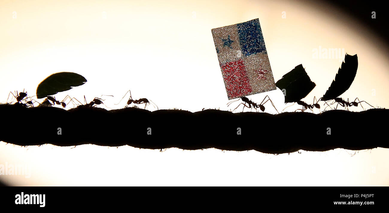 Leaf Cutter Ameisen auf der Cannon Hall Farm in Yorkshire Rennen an einem Seil mit Fahnen, um den Ausgang des WM-Spiels zwischen England und Panama vorherzusagen. Die Ameisen starten aus der Mitte eines 36 Meter langen Seils und Rennen, um zu sehen, welches Team als erstes ihre Flagge in ihrem Nest zur Königin tragen würde, wobei die England unterstützenden Ameisen als erste nach Hause kommen sollten, Vorhersage eines Sieges für England in ihrem Spiel am Sonntag. Stockfoto