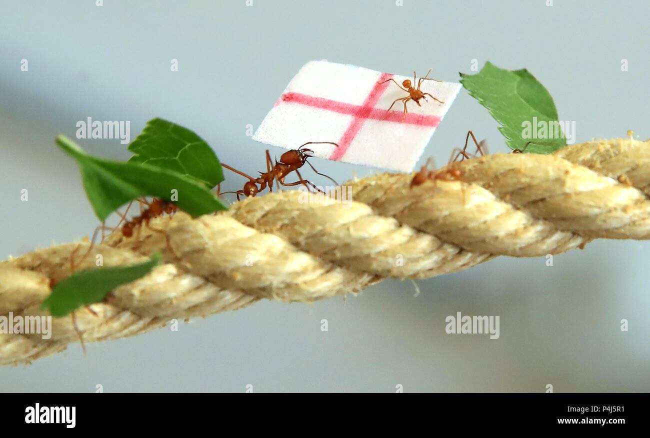 Blattschneiderameisen bei Cannon Hall Farm in Yorkshire Rennen an einem Seil, die Fahnen der Ausgang des WM-Spiel zwischen England und Panama zu prognostizieren. Die Ameisen von der Mitte des 36 Meter langen Seil, racing, um zu sehen, welche Mannschaft zuerst sein würden, ihre Flagge zurück zu Die Königin in ihrem Nest zu tragen, mit der England Unterstützung von Ameisen, als Erste es Zuhause zu machen, die einen Sieg für England in ihrem Match am Sonntag. Stockfoto