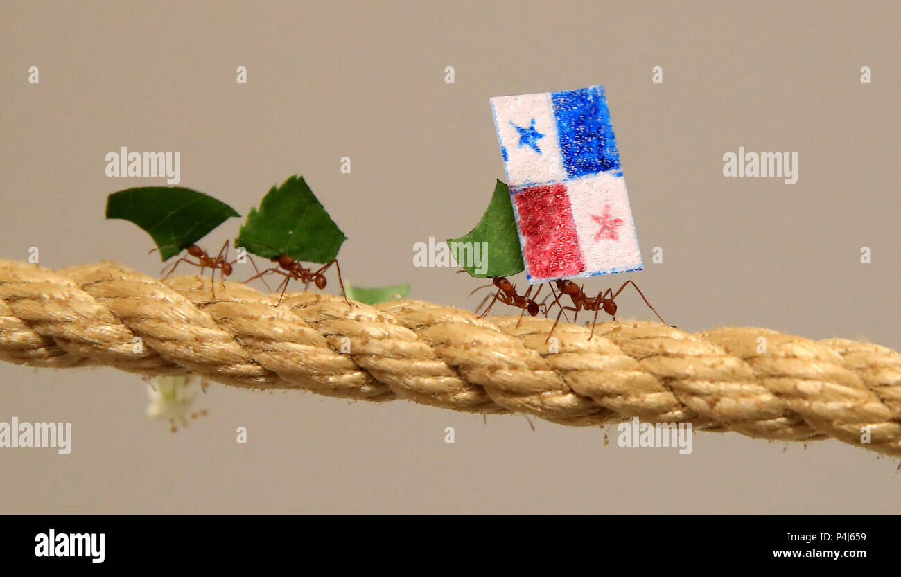 Blattschneiderameisen bei Cannon Hall Farm in Yorkshire Rennen an einem Seil, die Fahnen der Ausgang des WM-Spiel zwischen England und Panama zu prognostizieren. Die Ameisen von der Mitte des 36 Meter langen Seil, racing, um zu sehen, welche Mannschaft zuerst sein würden, ihre Flagge zurück zu Die Königin in ihrem Nest zu tragen, mit der England Unterstützung von Ameisen, als Erste es Zuhause zu machen, die einen Sieg für England in ihrem Match am Sonntag. Stockfoto
