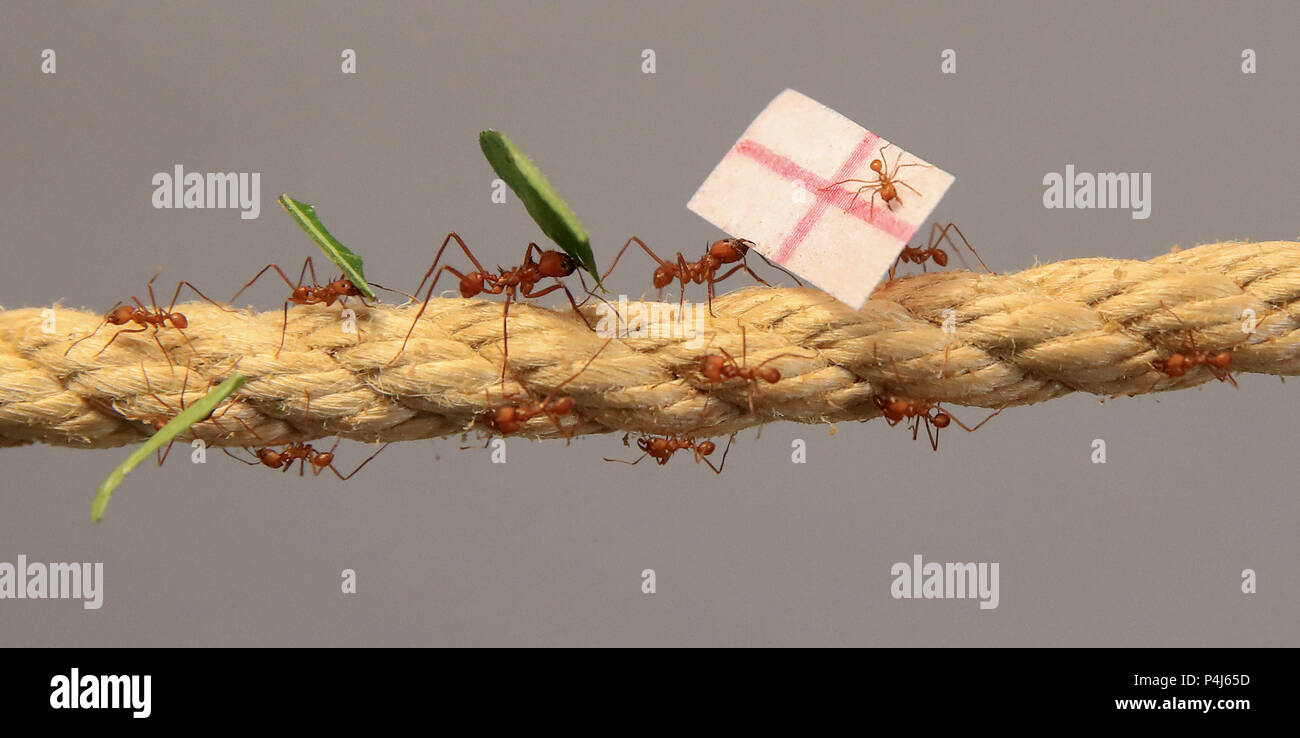 Blattschneiderameisen bei Cannon Hall Farm in Yorkshire Rennen an einem Seil, die Fahnen der Ausgang des WM-Spiel zwischen England und Panama zu prognostizieren. Die Ameisen von der Mitte des 36 Meter langen Seil, racing, um zu sehen, welche Mannschaft zuerst sein würden, ihre Flagge zurück zu Die Königin in ihrem Nest zu tragen, mit der England Unterstützung von Ameisen, als Erste es Zuhause zu machen, die einen Sieg für England in ihrem Match am Sonntag. Stockfoto