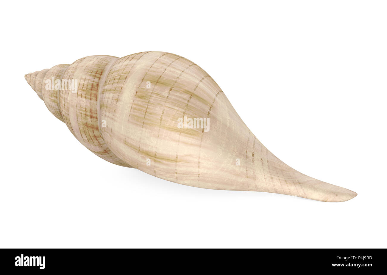 Seashell isoliert Stockfoto