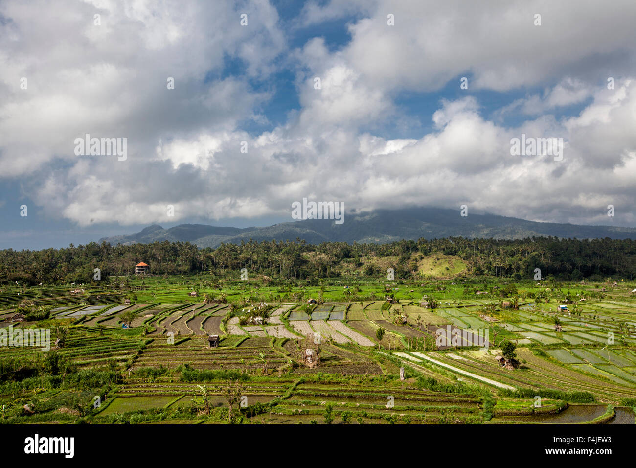 Bali, Indonesien. Reisfelder, Kokospalmen und Hütten im Hintergrund Stockfoto