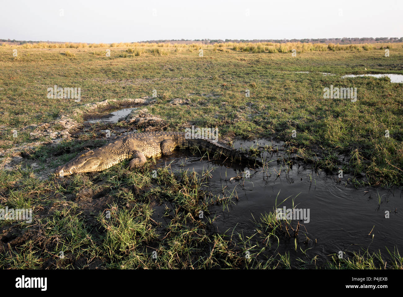 krokodil-vektor-cartoon-fotos-und-bildmaterial-in-hoher-aufl-sung-alamy