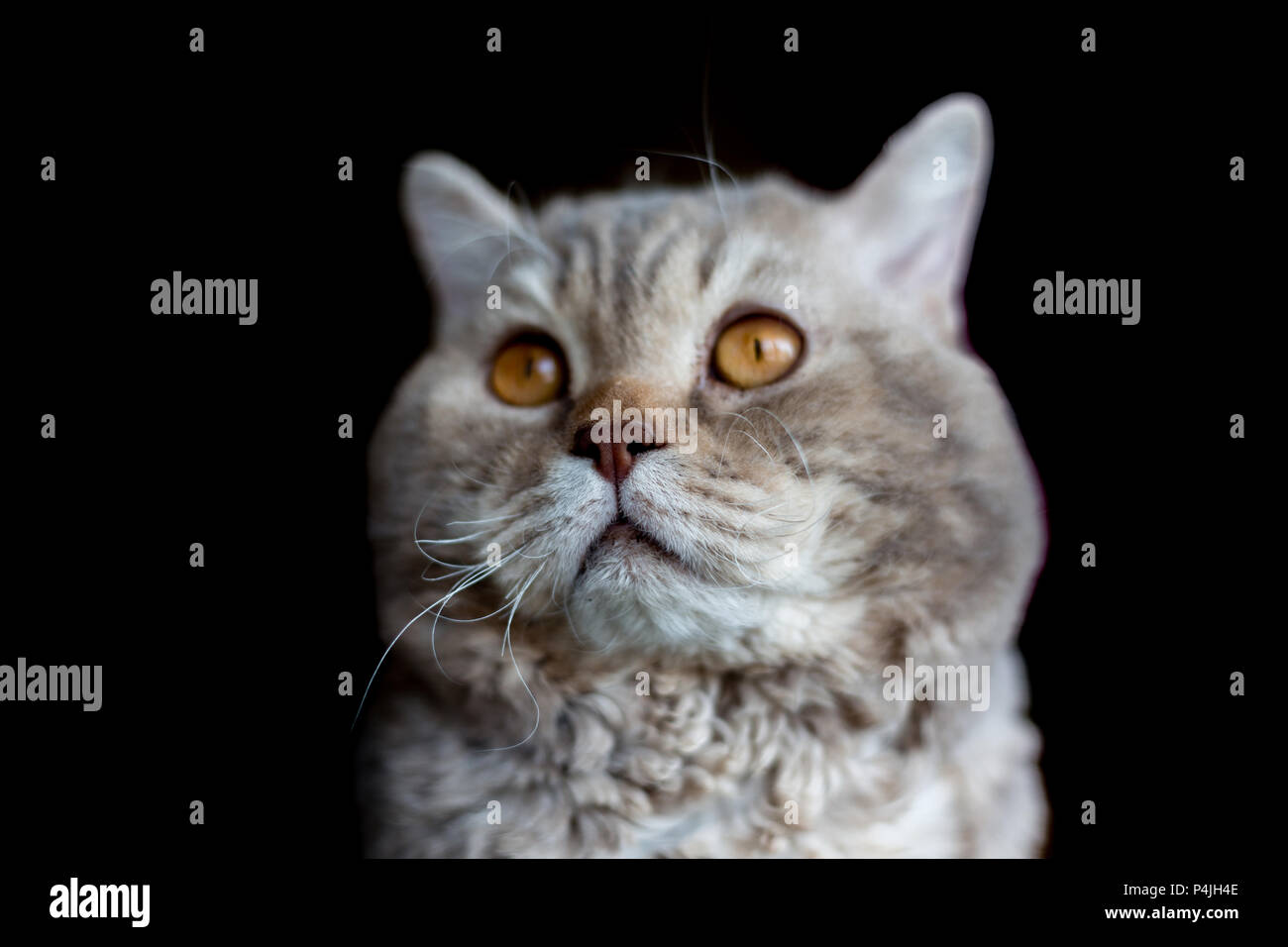 Portrait Der Katze Der Selkirk Rex Rasse Auf Schwarz