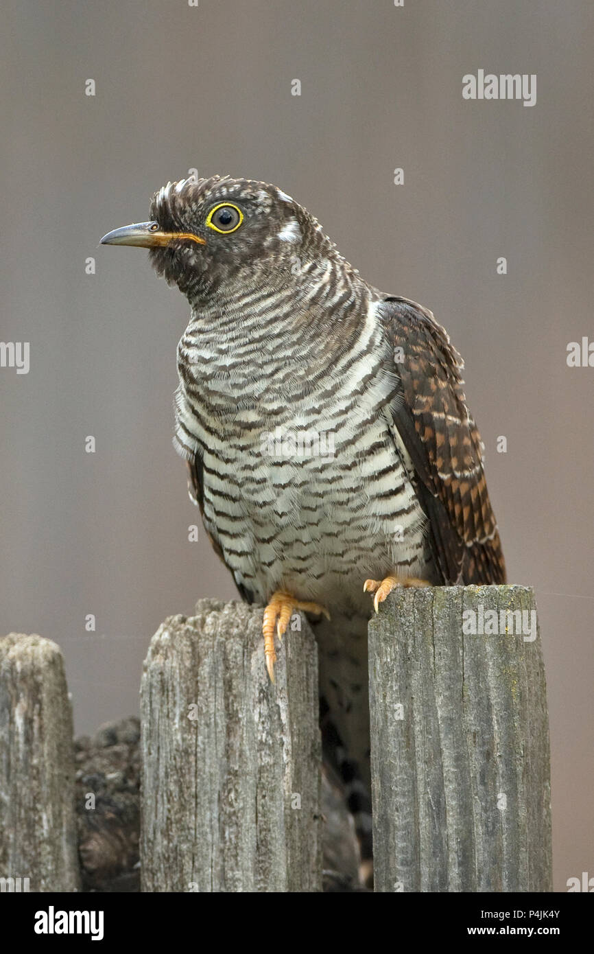 Gemeinsame Kuckuck (Cuculus canorus) Stockfoto