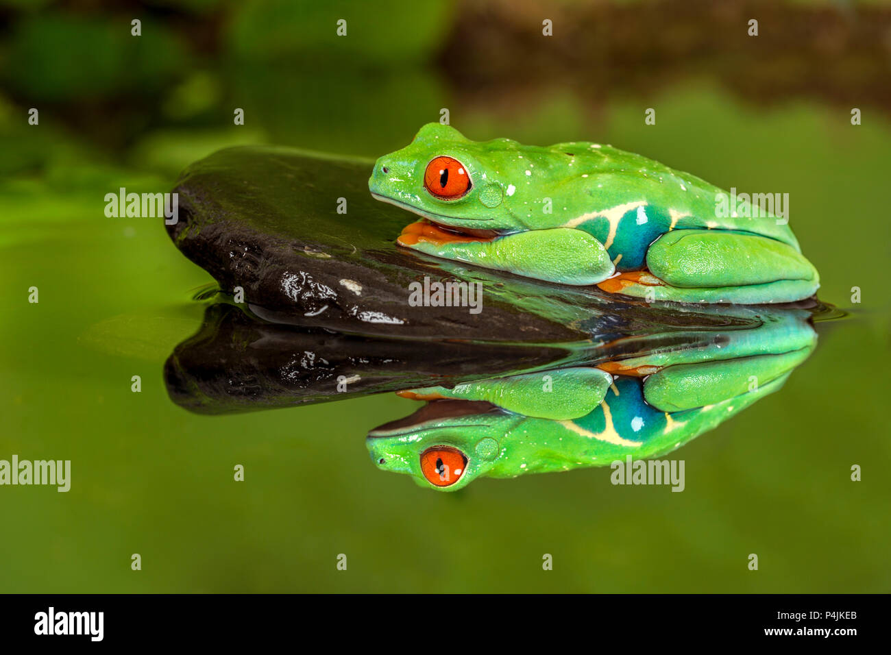 Red eyed Laubfrosch Stockfoto