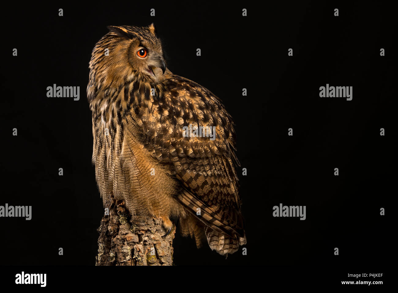 Eurasische Adler-Eule Stockfoto
