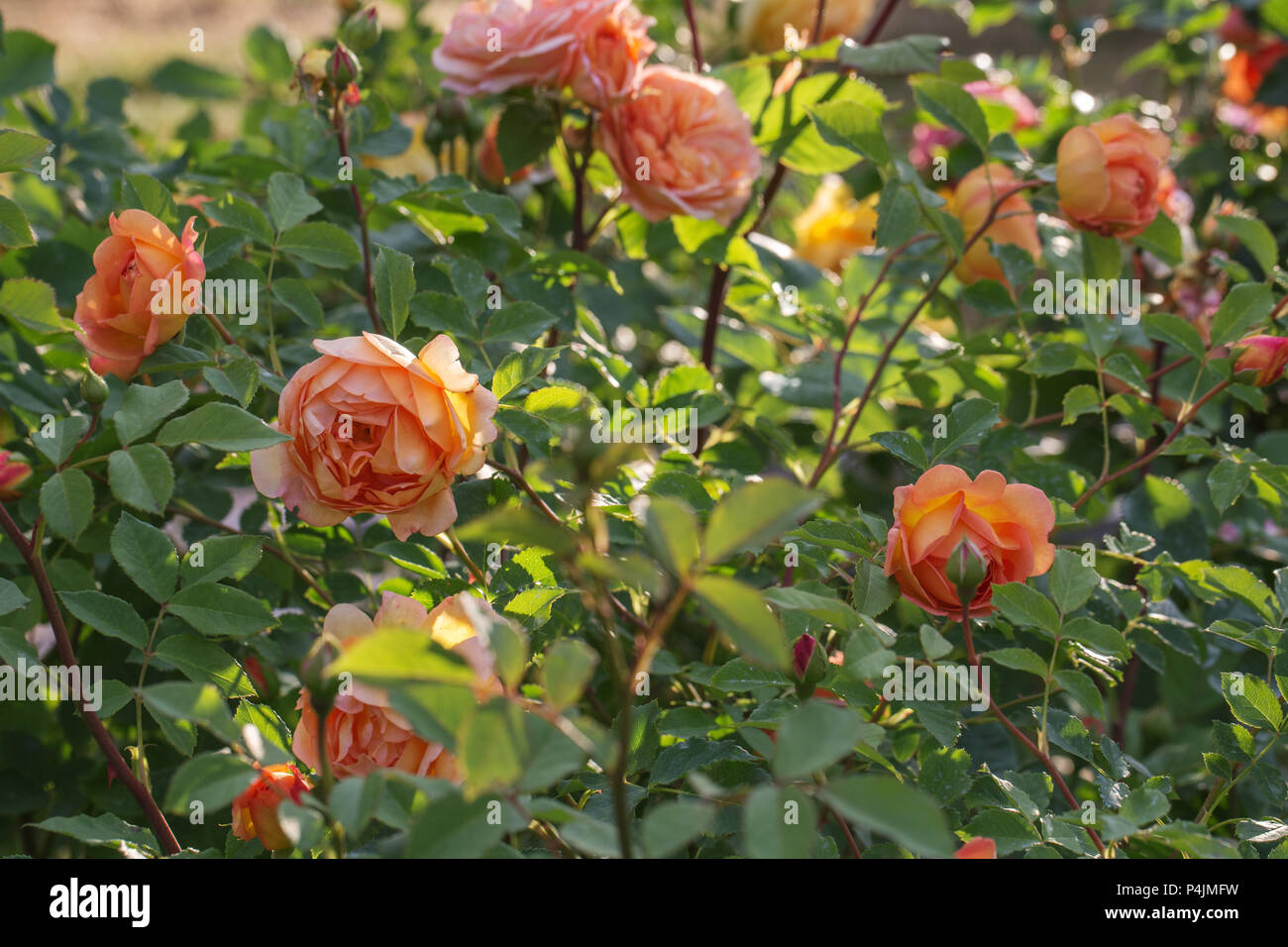 Bluhende Orange Englische Rosen Im Garten An Einem Sonnigen Tag Rose Lady Von Shalott Stockfotografie Alamy