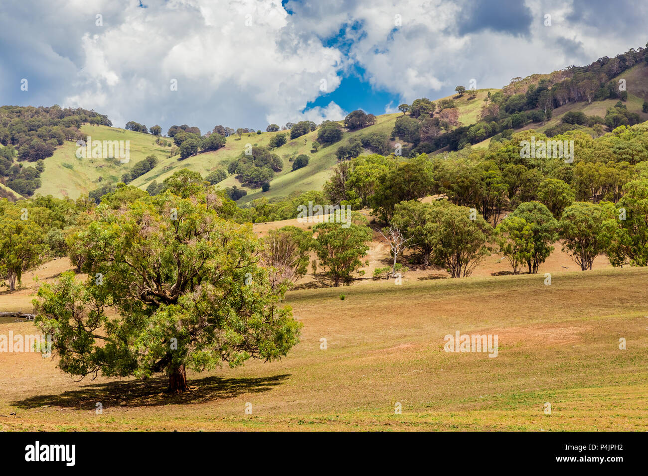 Landschaft Blick auf die Upper Hunter Valley, NSW, Australien. Stockfoto