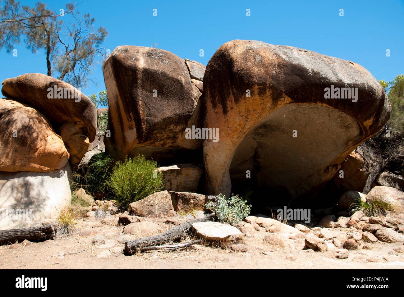 Hippo Gähnen - Hyden - Australien Stockfoto