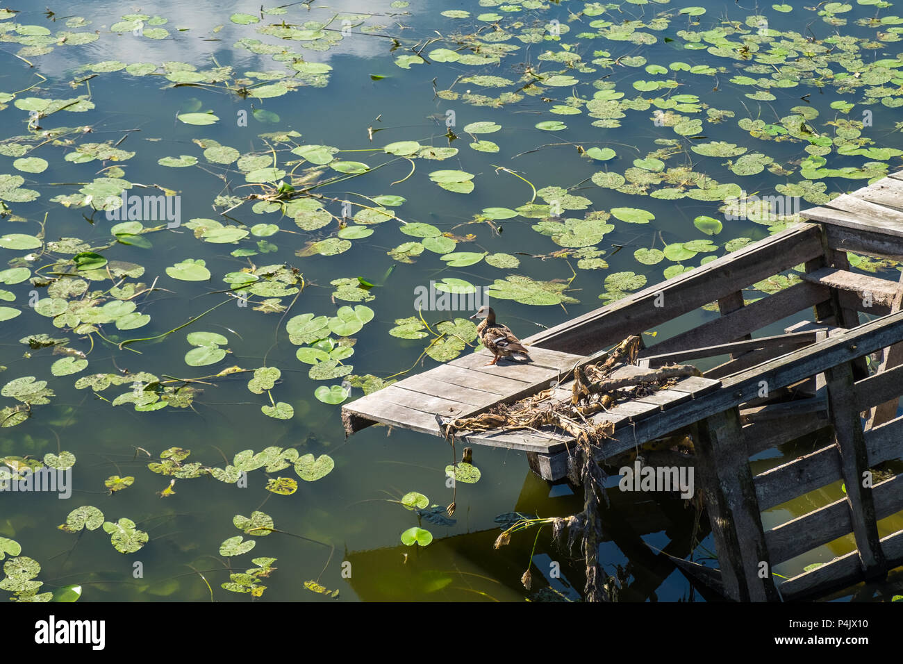 Das wasser lilien die wolken Fotos und Bildmaterial in hoher