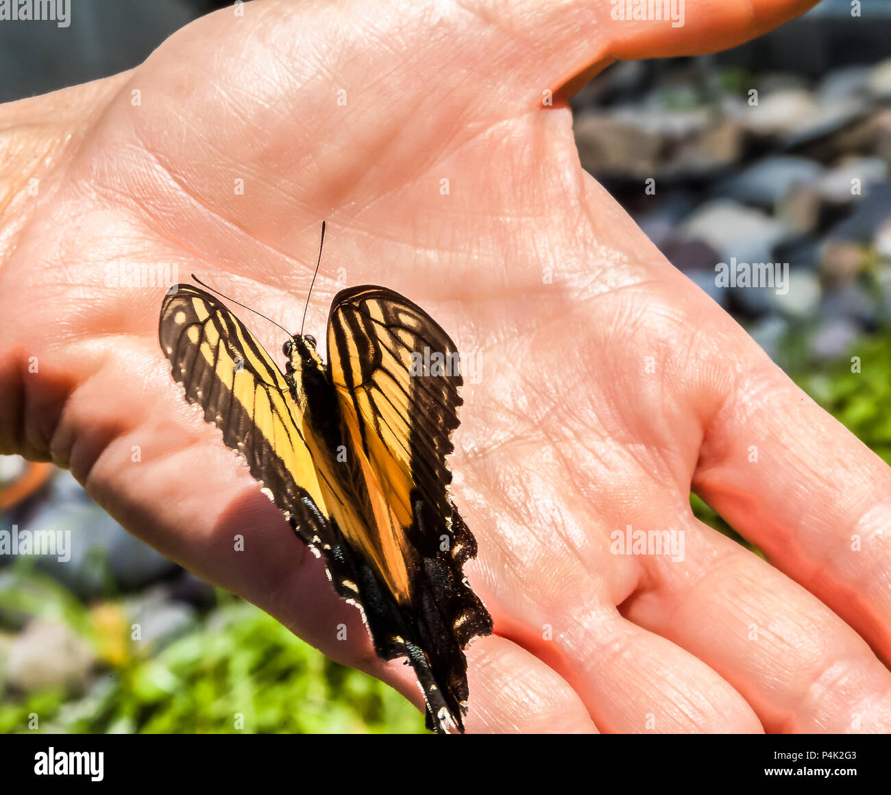 Schmetterling thront in der Palme der Hand der Person Stockfoto