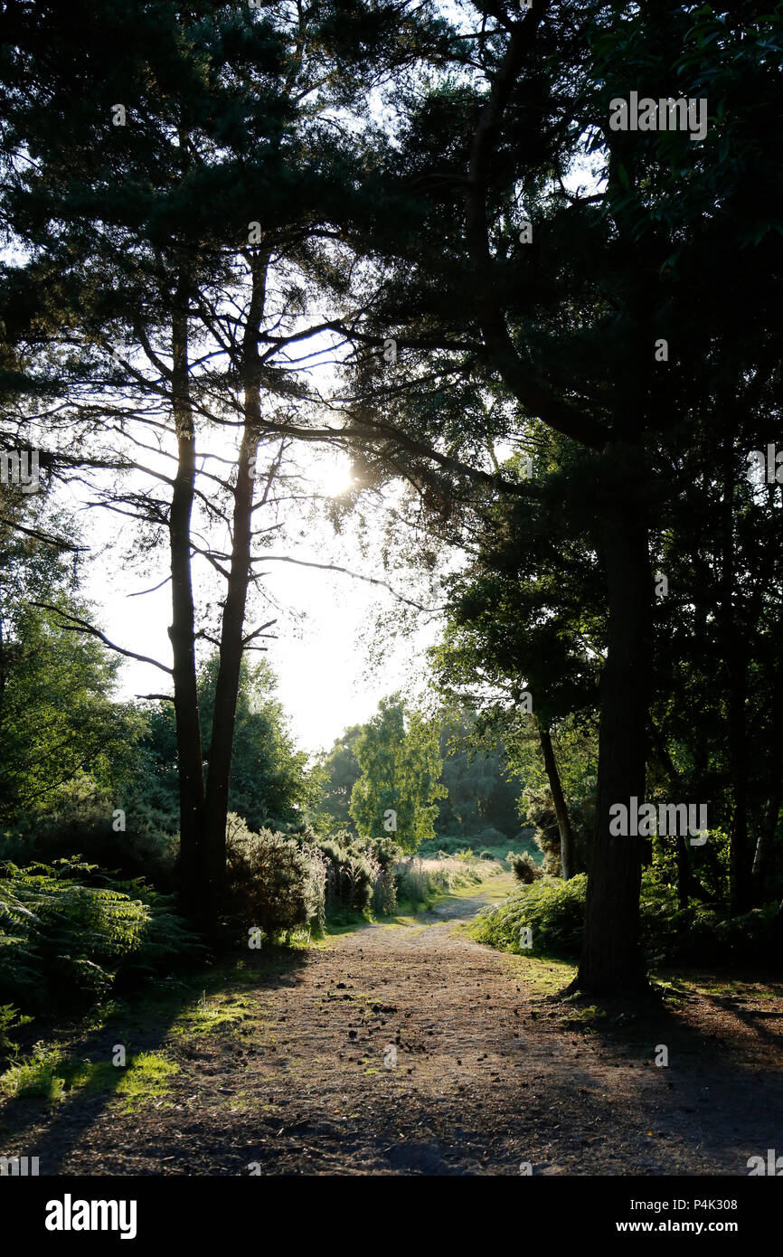 Sonnenbeschienene Weg durch silhouetted Bäume auf Ashdown Forest Stockfoto