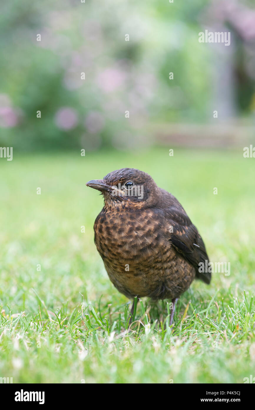 Juvenile Amsel auf einem Garten Rasen. Großbritannien Stockfoto