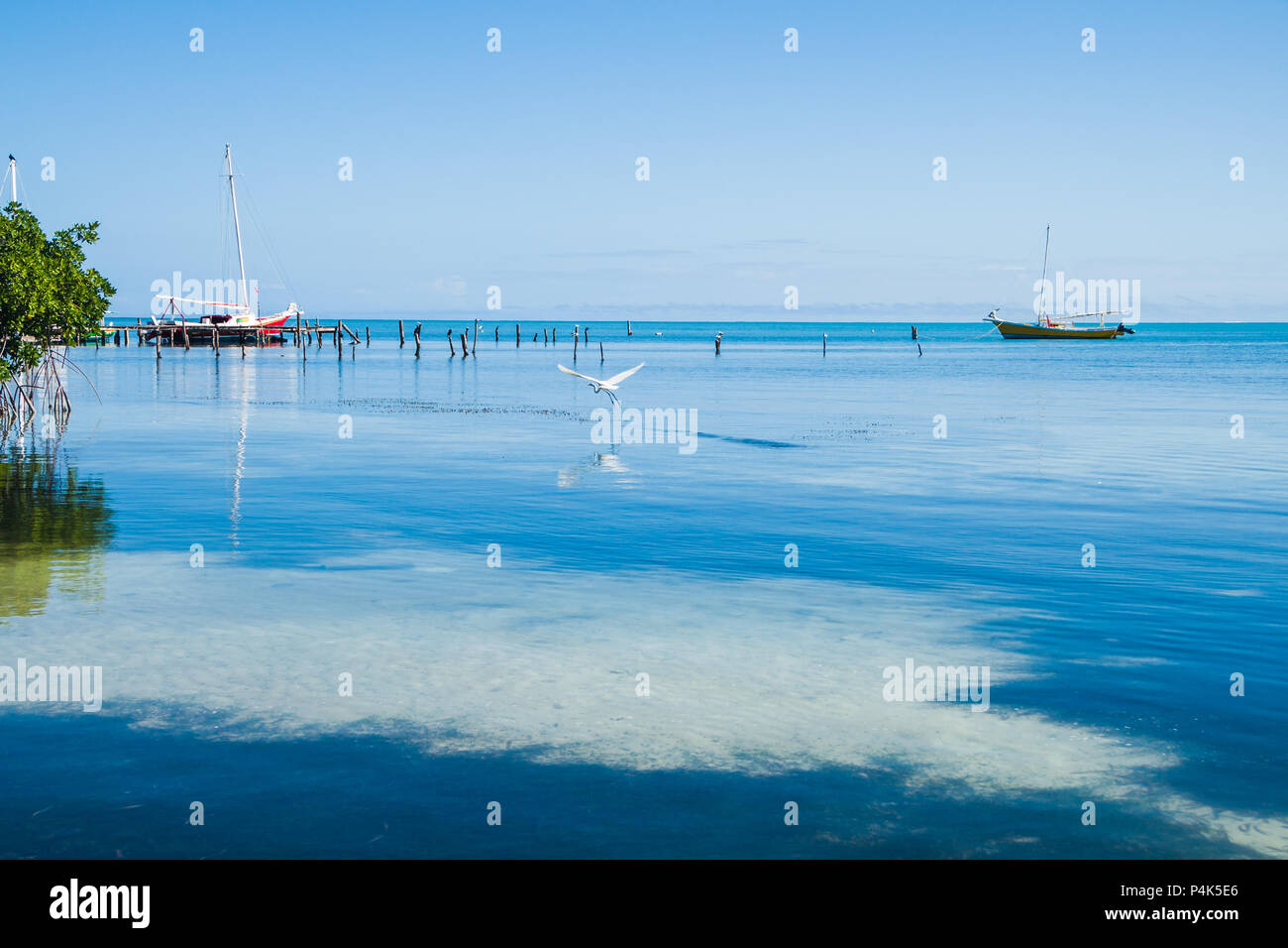 Silberreiher Fliegen über dem karibischen Meer an einem sonnigen Tag Stockfoto