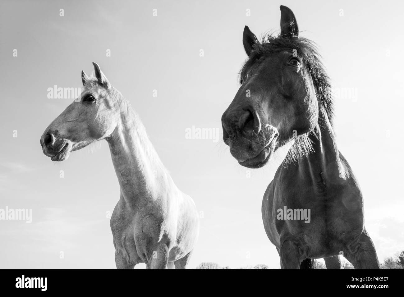 Dunkle braune und weiße Pferde im Freien an einem sonnigen Tag Stockfoto