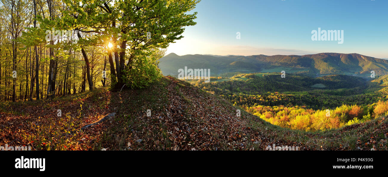 Wald - Berg Panoramaaussicht Stockfoto