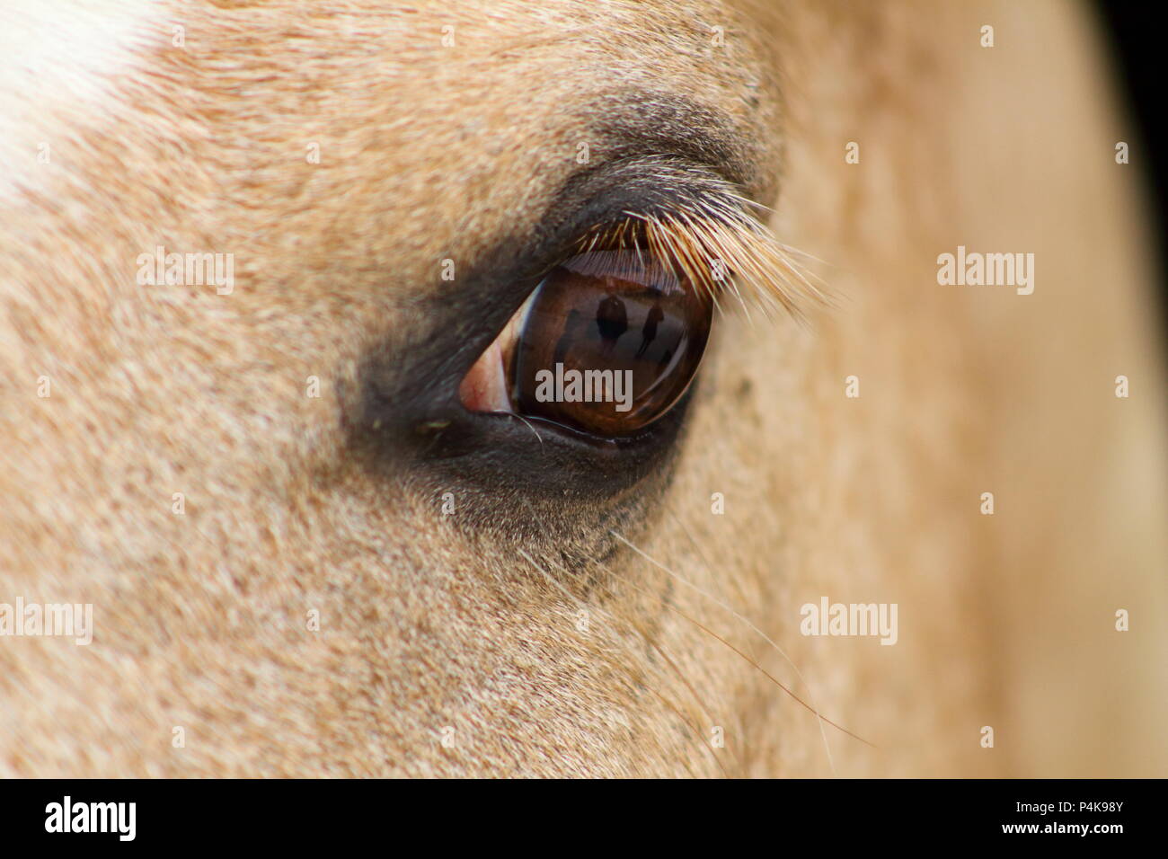 Eine Nahaufnahme eines Horse Eye mit einem tiefen Blick, Wettbewerb aniaml Stockfoto