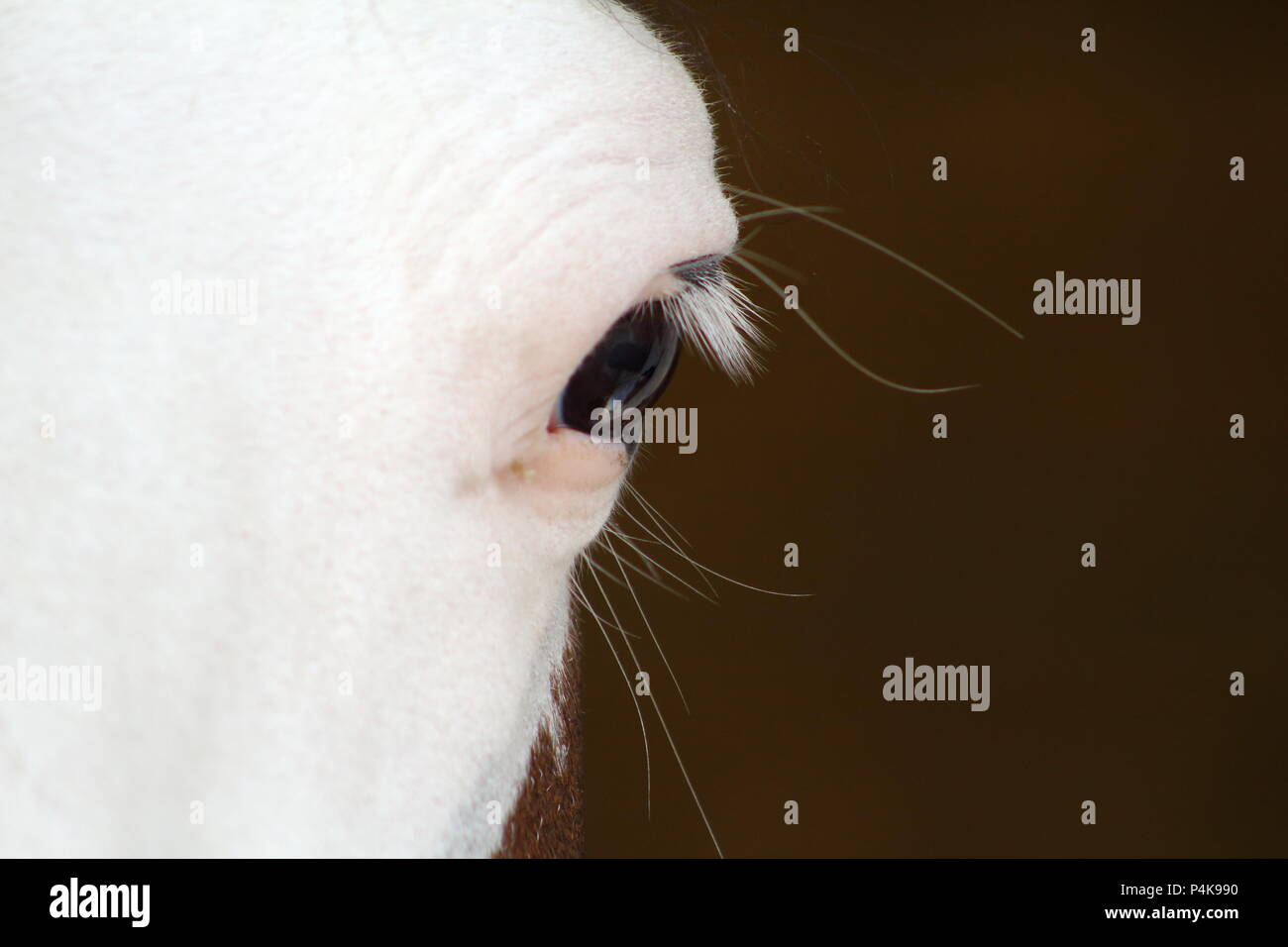 Eine Nahaufnahme eines Horse Eye mit einem tiefen Blick, Wettbewerb aniaml Stockfoto