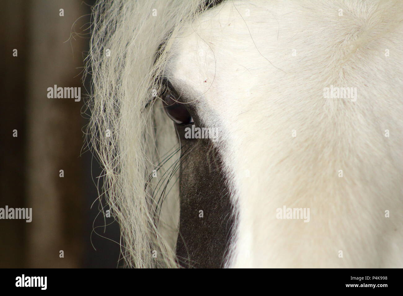 Eine Nahaufnahme eines Horse Eye mit einem tiefen Blick, Wettbewerb aniaml Stockfoto