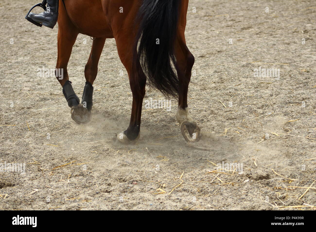 Pferd Beine zeigen Schritte auf Sand mit Hufen Stockfoto