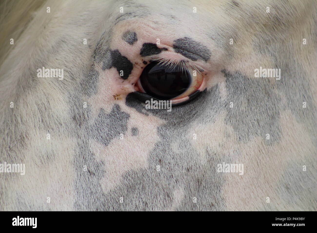 Eine Nahaufnahme eines Horse Eye mit einem tiefen Blick, Wettbewerb aniaml Stockfoto