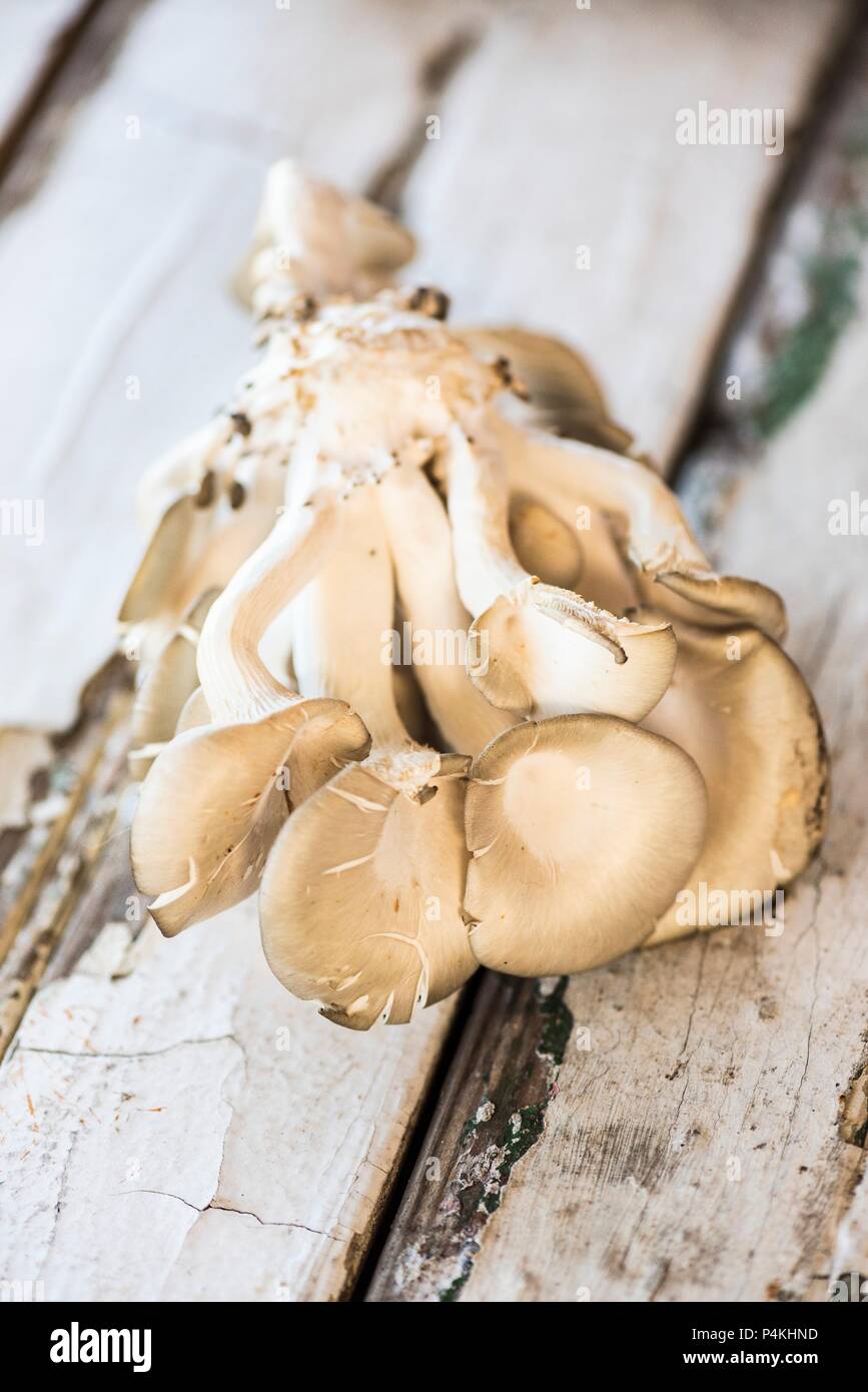 Frische Austernpilze auf ein verwittertes Holz- Hintergrund Stockfoto