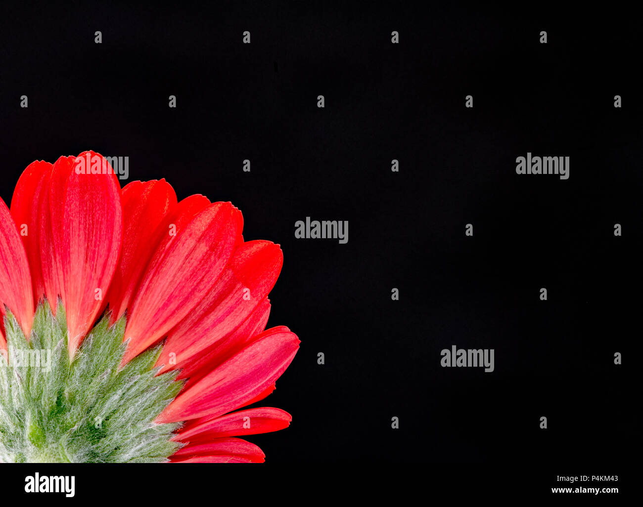 Eine rote Gerbera Blume fotografiert vor einem schwarzen Hintergrund Stockfoto