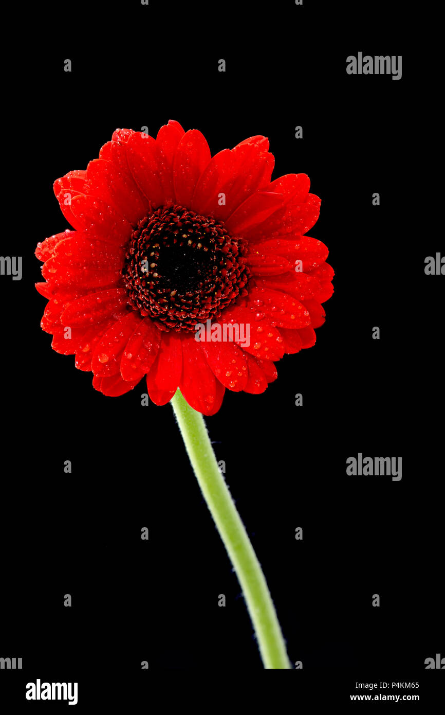 Eine rote Gerbera Blume fotografiert vor einem schwarzen Hintergrund Stockfoto