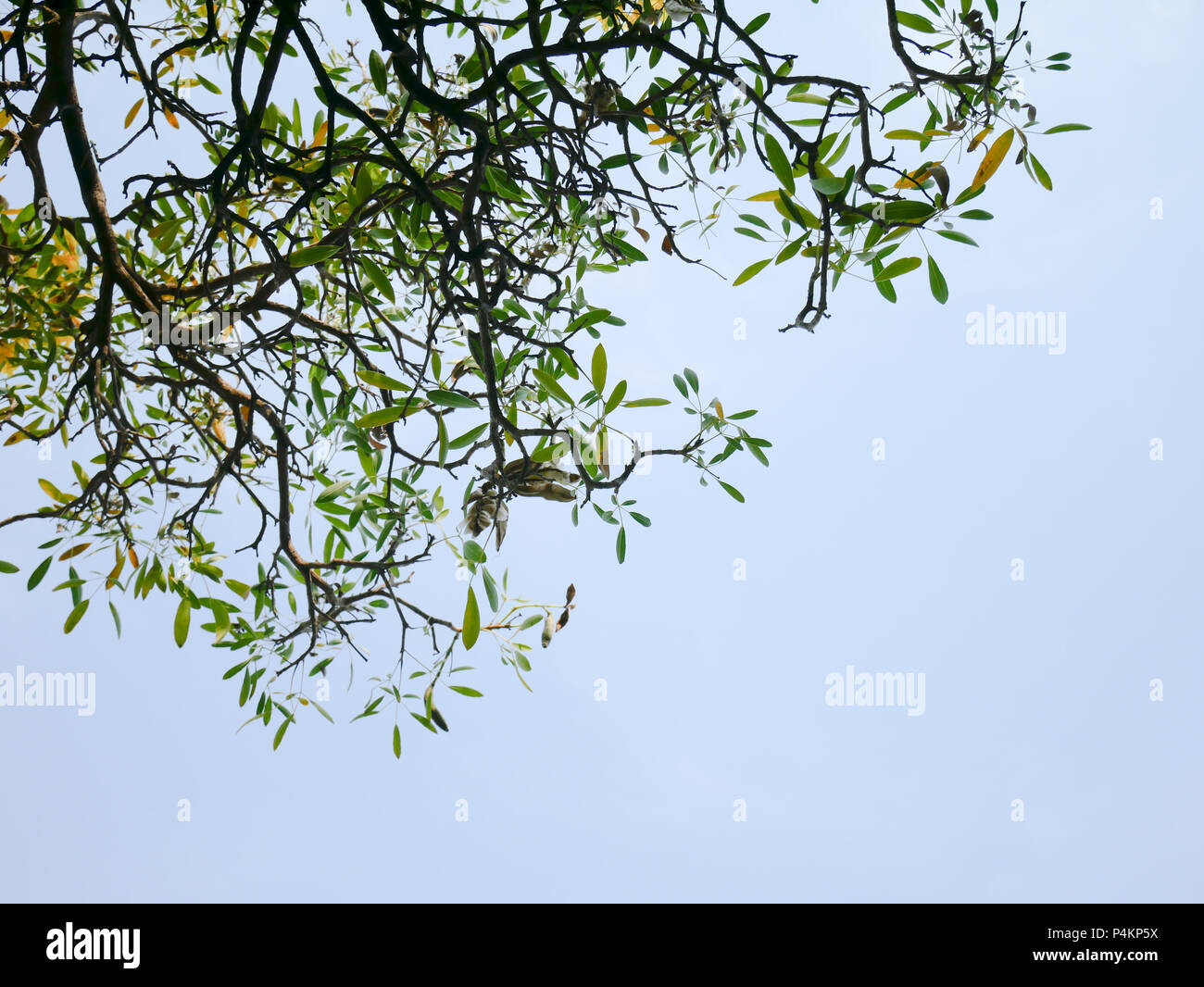 Ein Baum mit grünen Blättern und blauen Himmel im Park Stockfoto