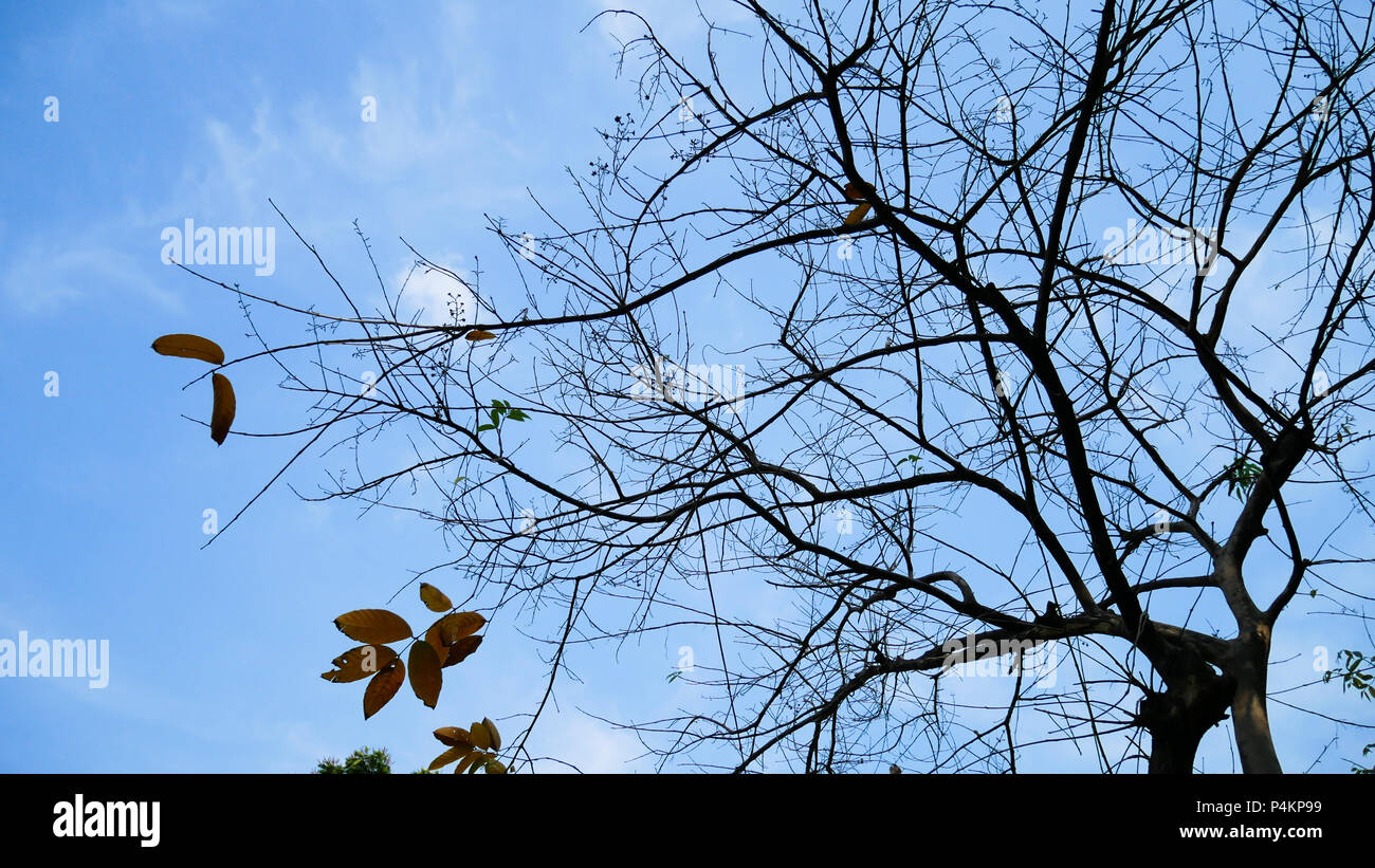 Ein Baum mit grünen Blättern und blauen Himmel im Park Stockfoto