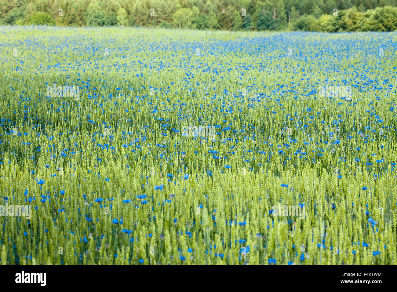 Bereich der Weizen und Kornblumen im Sommer. Stockfoto