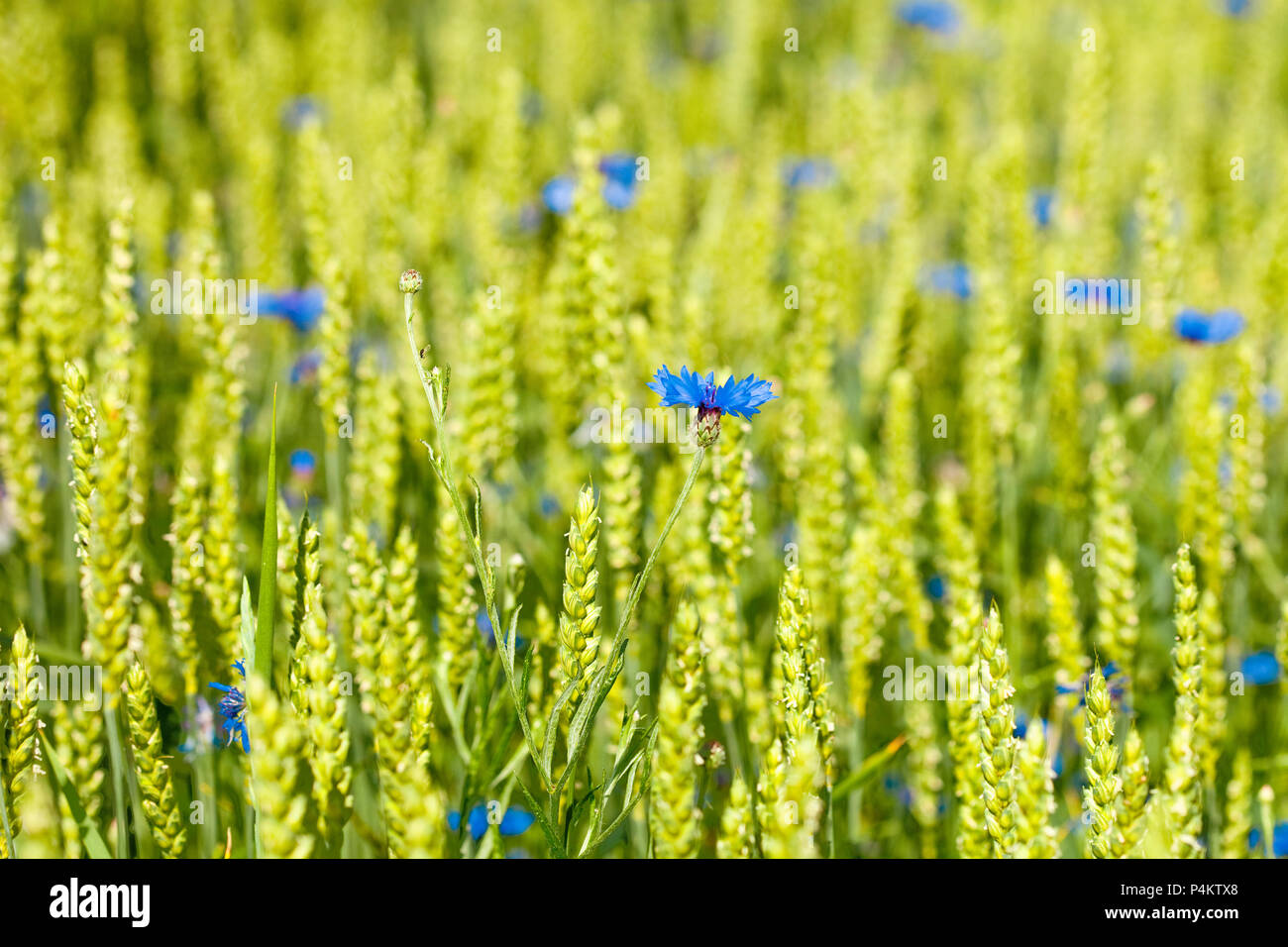 Nahaufnahme von einem einzigen Kornblumen in einem Feld. Stockfoto