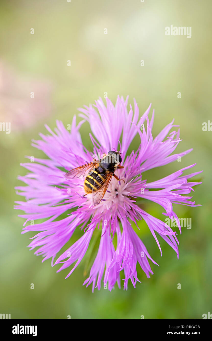 Nahaufnahme eines schweben Fliegen bestäubt eine lila Flockenblume Blume im Sommer Sonnenschein Stockfoto