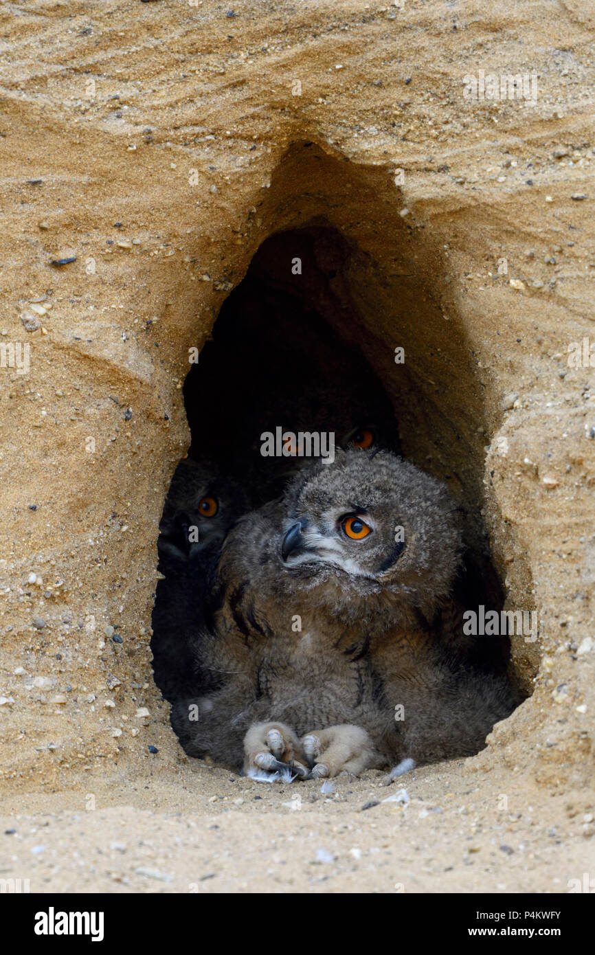 Eurasischen Uhus/Europaeische Uhus (Bubo bubo), junge, Liegen und Sitzen in der Eingang zu ihrem Nest Burrow, Beobachten, lustig, Wildlife, Europ. Stockfoto