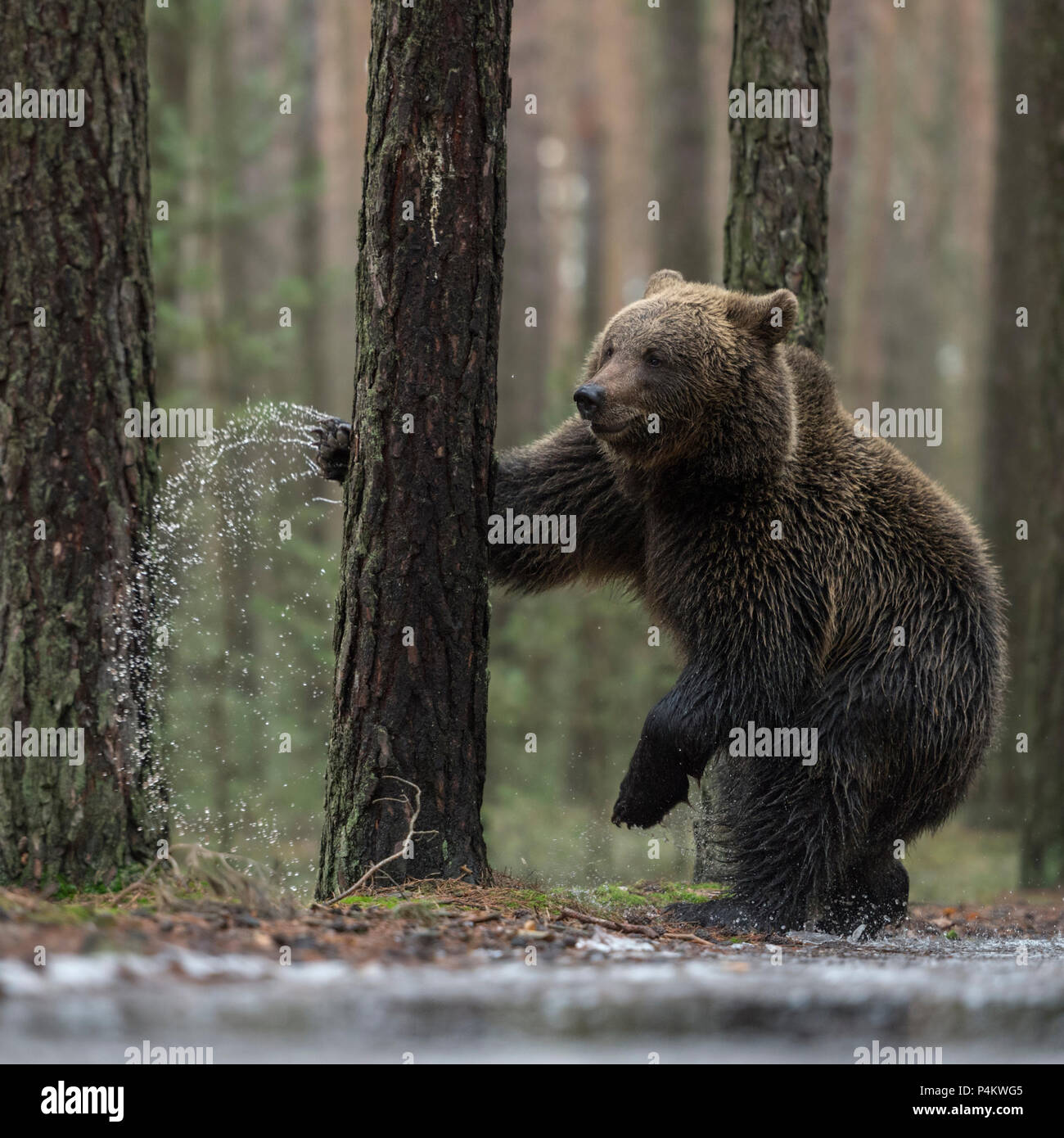 Europäische/Braunbaer Braunbär (Ursus arctos), junge, stehend auf die Hinterbeine neben einem gefrorenen Pfütze, Boxen, kämpfen mit einem Baum, sieht lustig, Eur Stockfoto