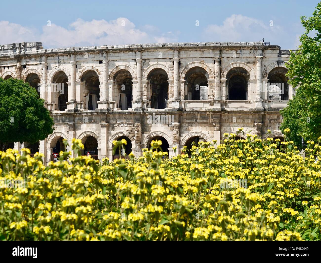 Auf einem Bett von gelben Blumen gesehen, das römische Amphitheater, die Arena gebaut über AD 70, Nîmes, Frankreich Stockfoto