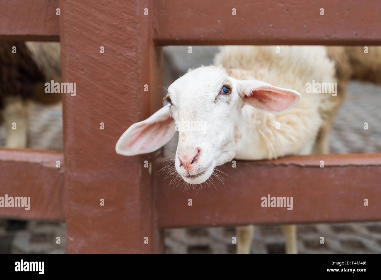 Weiße Schafe in der Farm niedlich, Tier mamal Landwirtschaft Konzept. Stockfoto