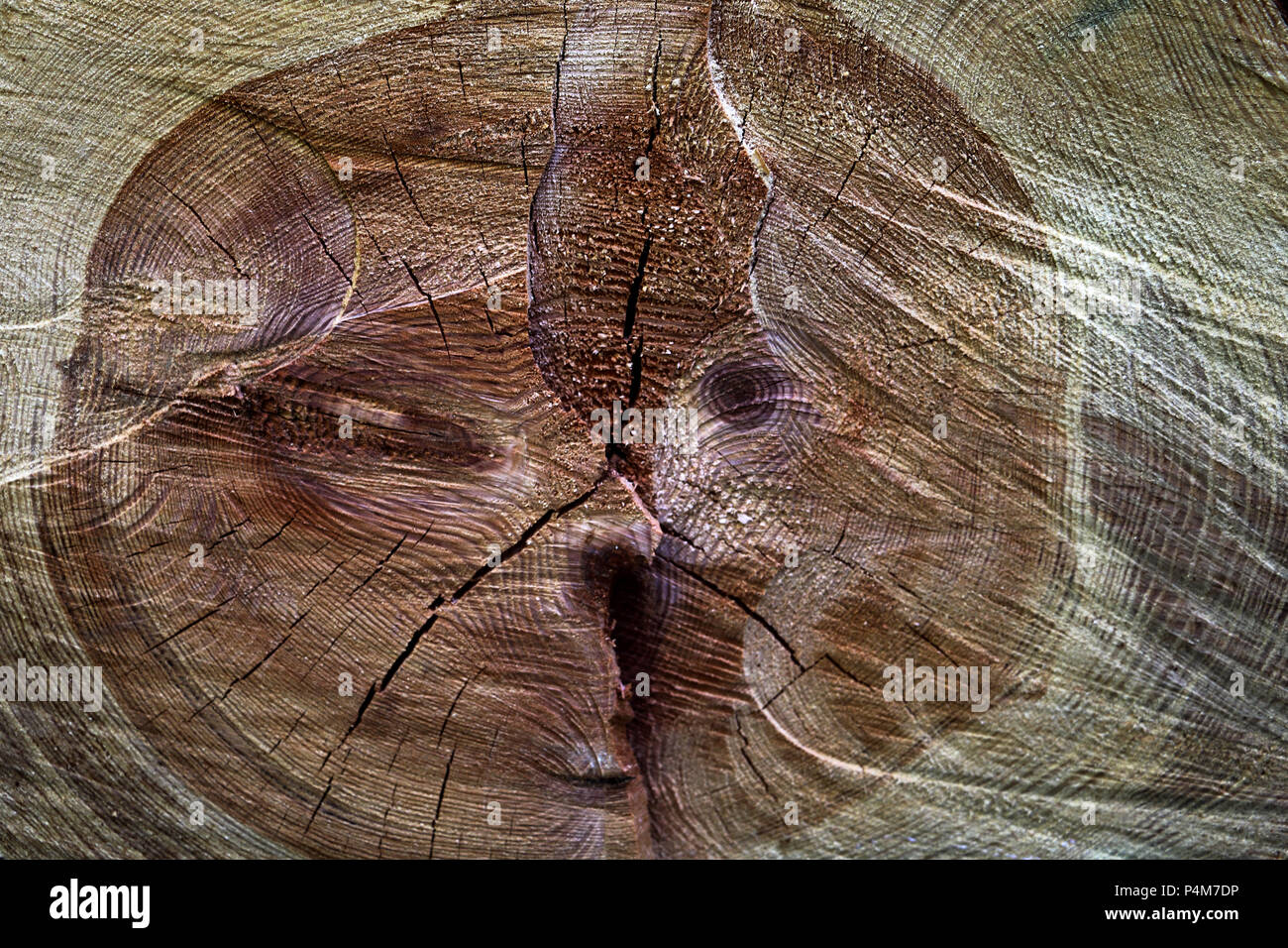Eine Nahaufnahme der Querschnitt der Stümpfe, zeigt die Alterung der Kreise, die Textur des Baumes. Stockfoto