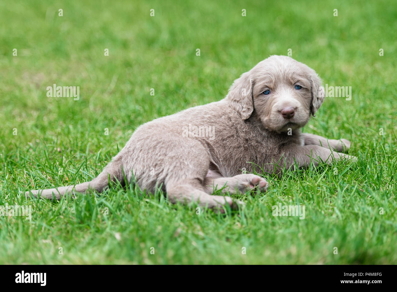 Langhaar Weimaraner, Welpe, Weimaraner Langhaar, liegt im Gras Stockfoto
