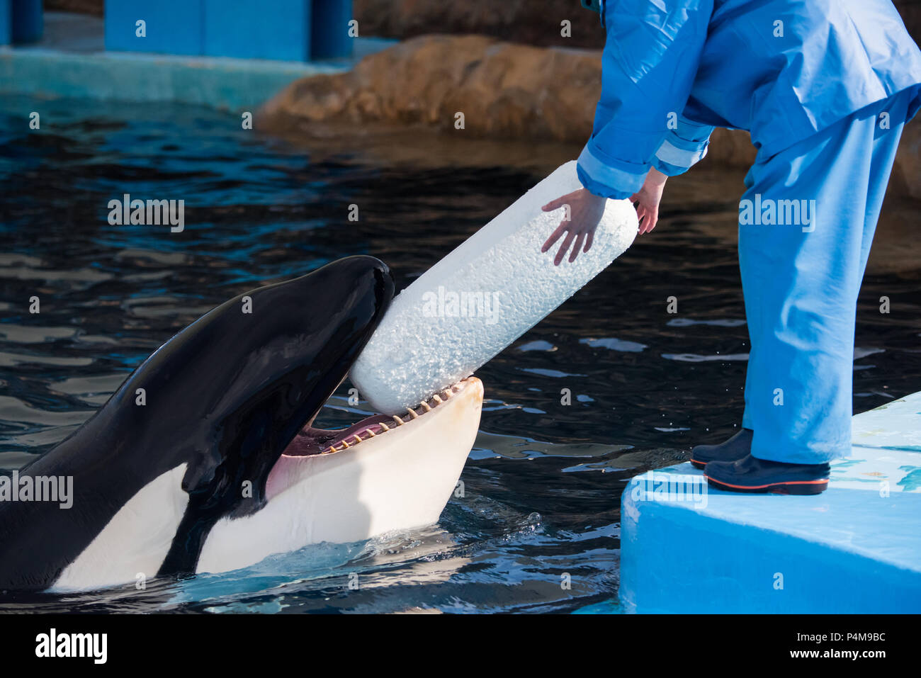 Ein orca namens Erde bringt seine Trainer ein Spielzeug, in der Hoffnung, dass es im Hafen von Nagoya Aquarium in Japan geworfen. Stockfoto