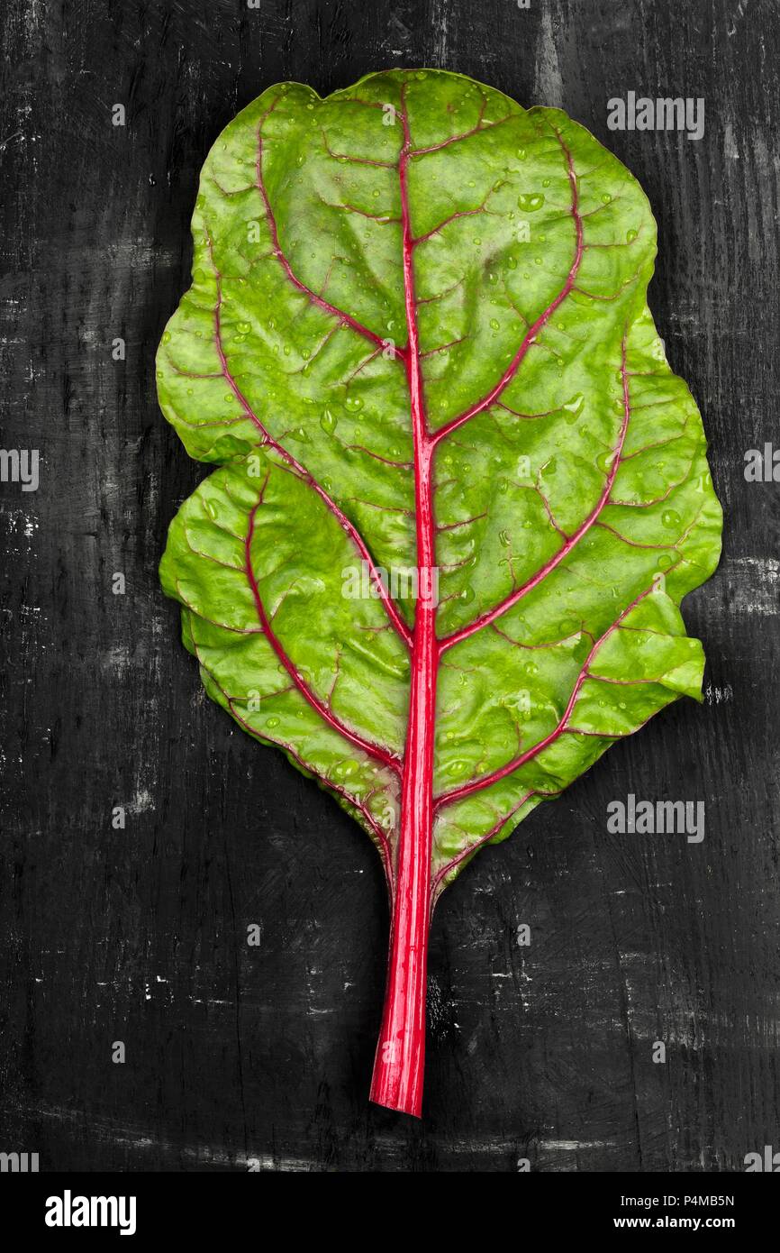 Ein Blatt Rhabarber Mangold auf eine dunkle Oberfläche Stockfoto