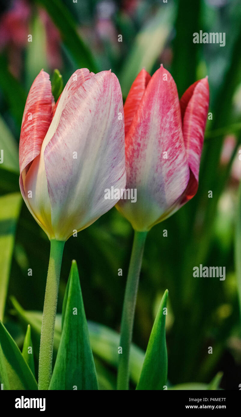 Paar weiße und rote Tulpen mit Sonnenlicht und grünen Garten Hintergrund Stockfoto