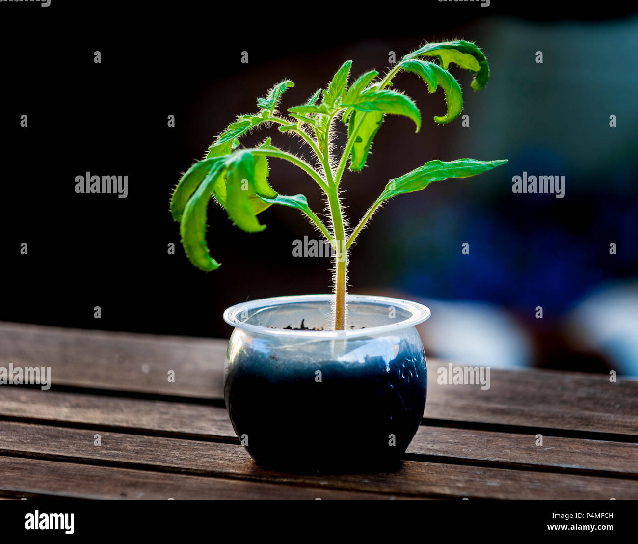 Eine Tomate (Solanum Lycopersicum) bereit, in den Garten, die aus Samen gezogen wurden gepflanzt zu werden Stockfoto