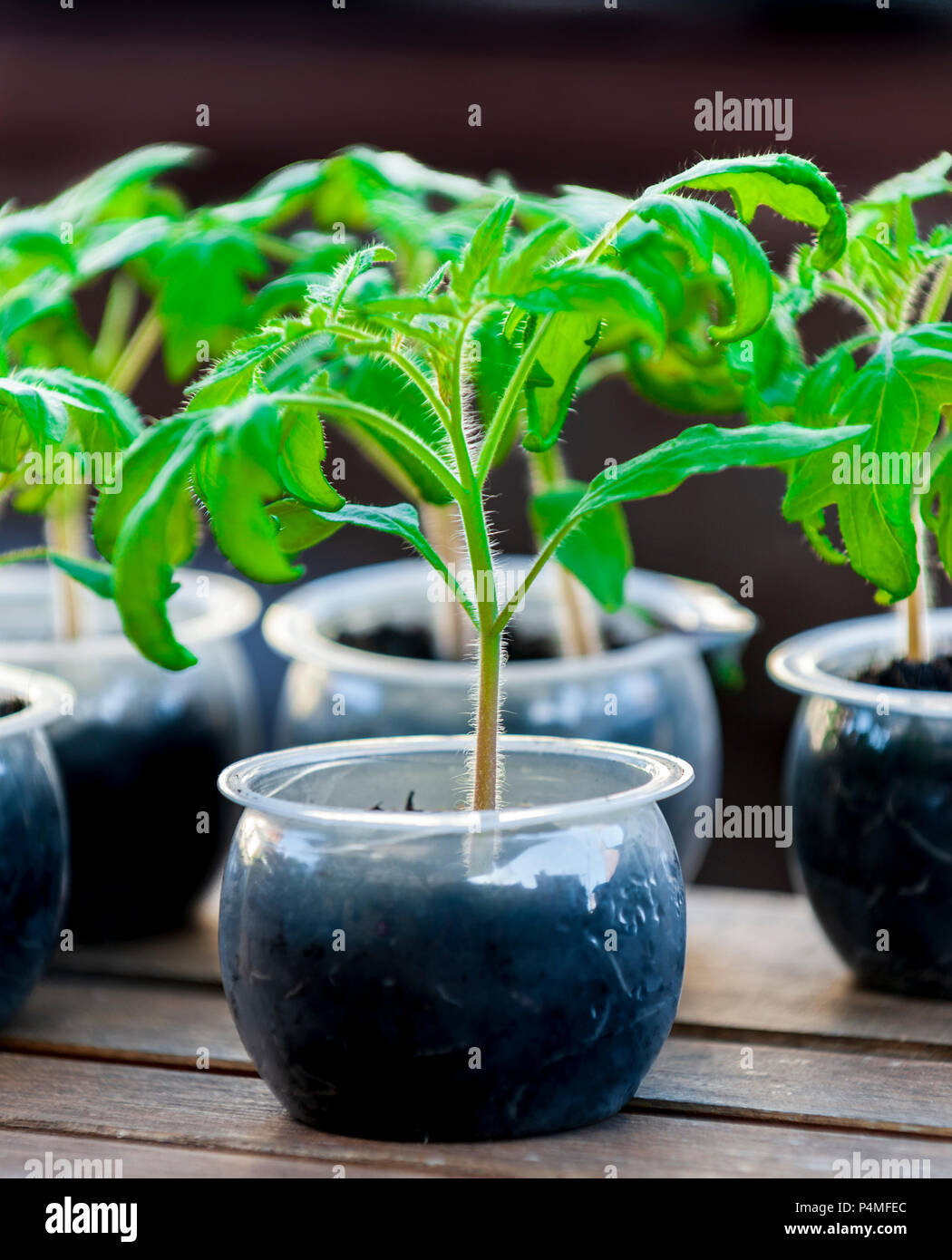 Eine Tomate (Solanum Lycopersicum) bereit, in den Garten, die aus Samen gezogen wurden gepflanzt zu werden Stockfoto