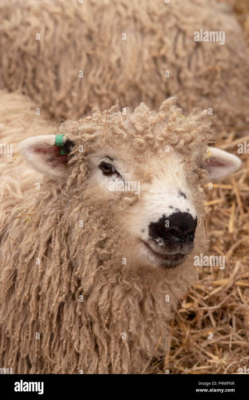 Ovis aries. Graugesichtes dartmoor-Lamm auf einer Landwirtschaftsmesse. VEREINIGTES KÖNIGREICH Stockfoto